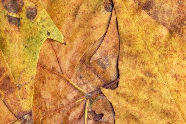 Sonbahar Kuru akçaağaç yaprakları arka plan doku