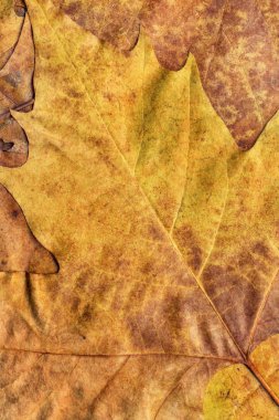 Sonbahar Kuru akçaağaç yaprakları arka plan doku