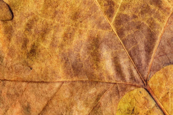 Sonbahar Kuru akçaağaç yaprakları arka plan doku