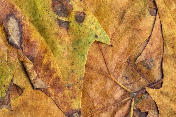 Sonbahar Kuru akçaağaç yaprakları arka plan doku