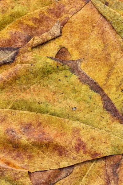 Herbst trocken Ahorn Laub Grunge Hintergrund Textur — Stockfoto