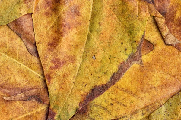 Sonbahar Kuru akçaağaç yaprakları arka plan doku