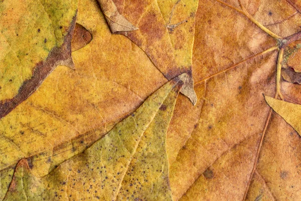 Sonbahar Kuru akçaağaç yaprakları arka plan doku