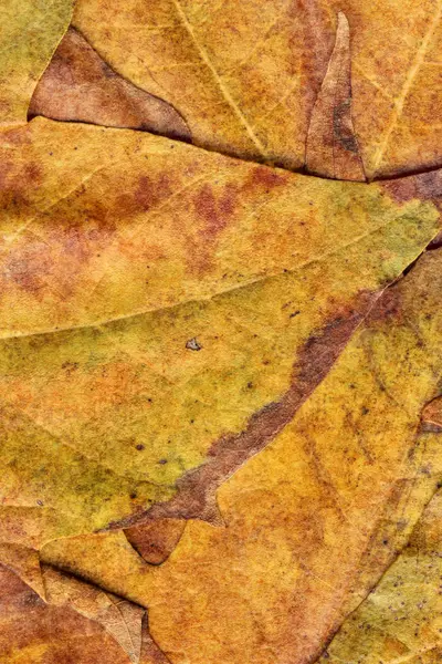 Sonbahar Kuru akçaağaç yaprakları arka plan doku