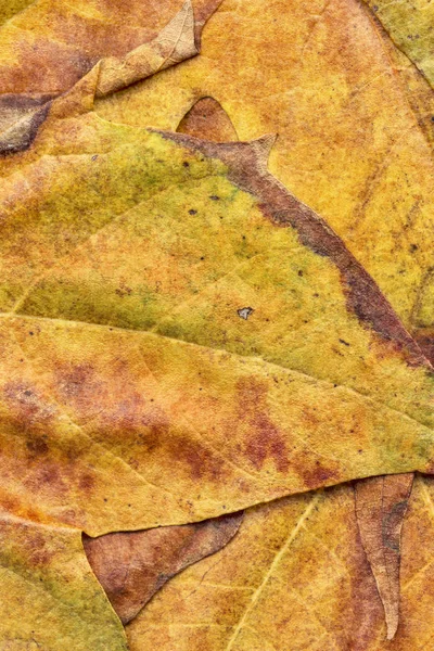 Sonbahar Kuru akçaağaç yaprakları arka plan doku