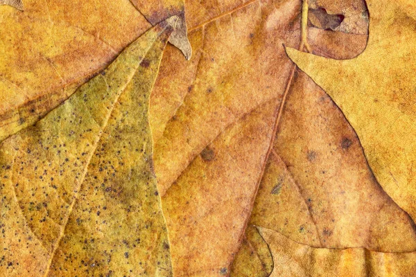 Herfst droge Maple gebladerte Grunge achtergrond textuur — Stockfoto