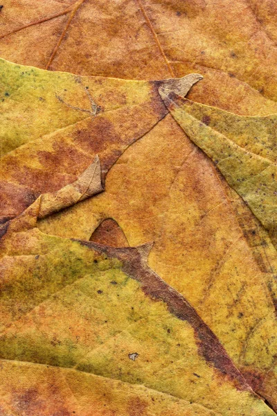 Sonbahar Kuru akçaağaç yaprakları arka plan doku