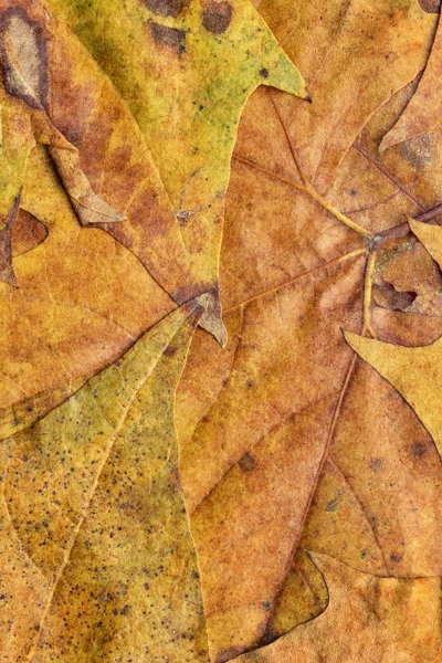 Sonbahar Kuru akçaağaç yaprakları arka plan doku