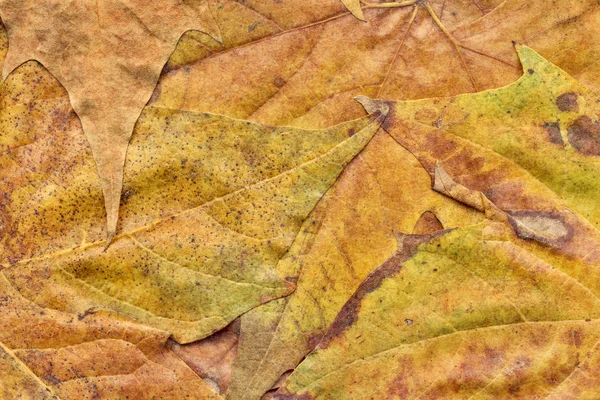 Sonbahar Kuru akçaağaç yaprakları arka plan doku