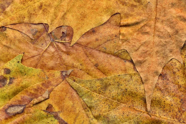 Autumn Dry Maple Foliage Grunge Background Texture — Stock Photo, Image