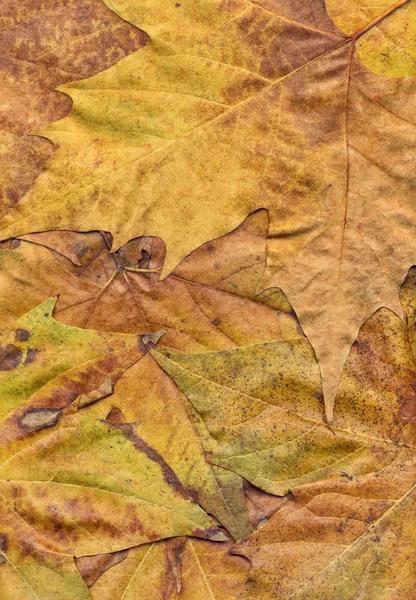 秋干枫树叶 Grunge 背景纹理 — 图库照片