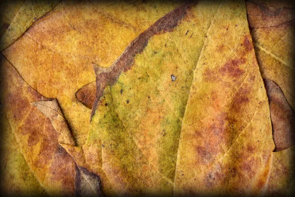 Autumn Dry Maple Foliage Vignetted Grunge Background Texture — Stock Photo, Image