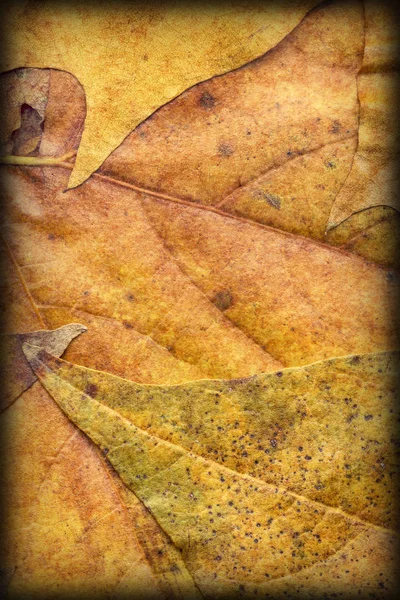 Herbst trocken Ahorn Laub Vignettiert Grunge Hintergrund Textur — Stockfoto