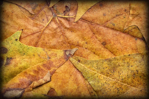 Otoño arce seco follaje viñeteado Grunge fondo textura — Foto de Stock