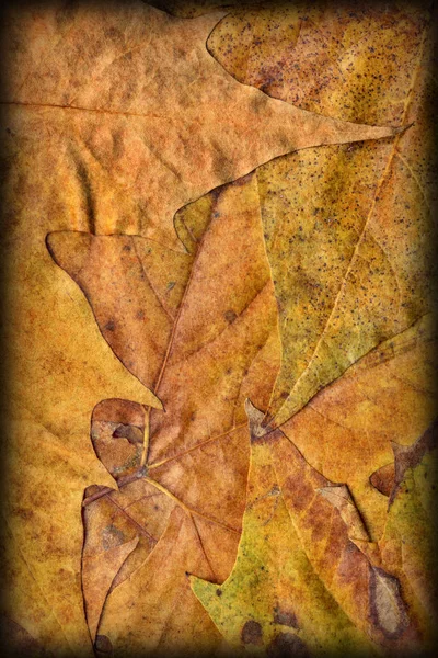 Осенняя сухая кленовая листва Vignetted Grunge Background Texture — стоковое фото