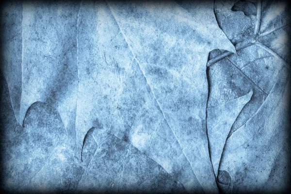 Синя осінь сухий клен фону текстури вивішеного гранж — стокове фото