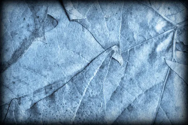 Синя осінь сухий клен фону текстури вивішеного гранж — стокове фото