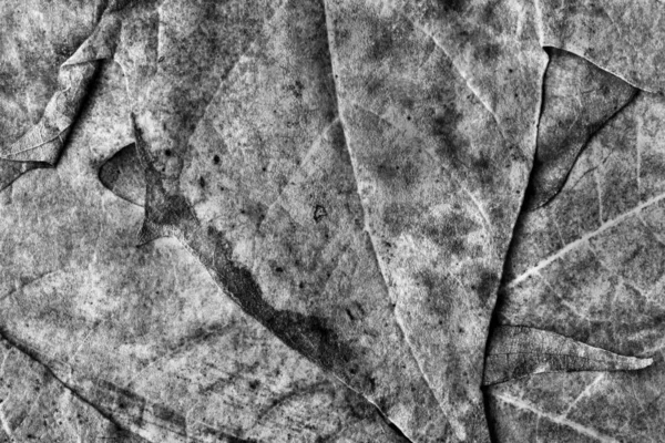 Grunge Background Texture Grunge Grunge Autumn Dry Maple — стоковое фото