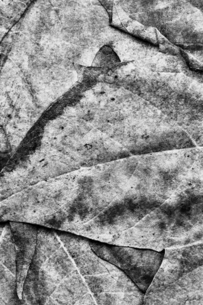 Gris otoño arce seco follaje grunge fondo textura — Foto de Stock