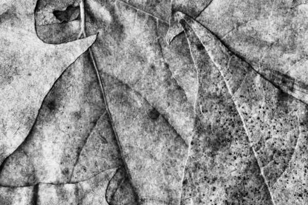 Grigio autunno asciutto acero fogliame grunge sfondo texture — Foto Stock
