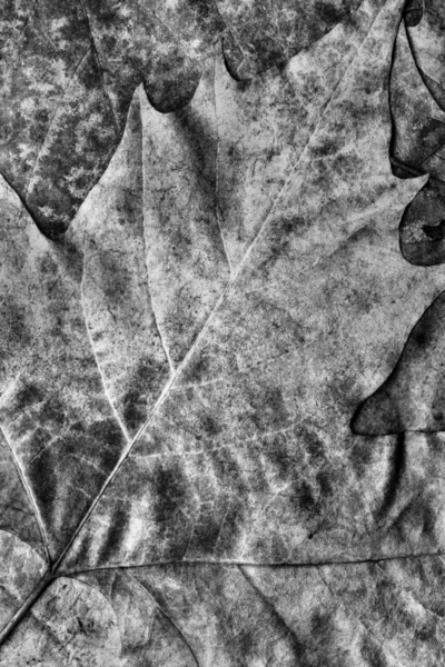 Grunge Background Texture Grunge Grunge Autumn Dry Maple — стоковое фото