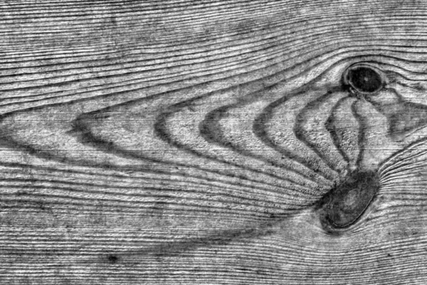 Gamla väderbitna knutna grå furu trä planka Grunge konsistens — Stockfoto