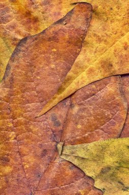 Sonbahar Kuru akçaağaç yaprakları arka plan doku