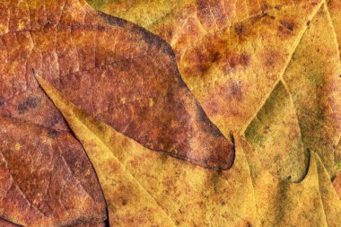 Sonbahar Kuru akçaağaç yaprakları arka plan doku