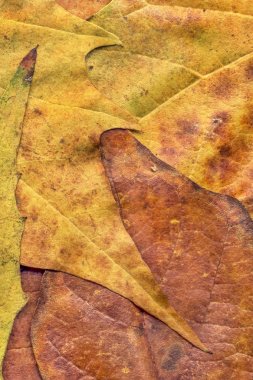 Sonbahar Kuru akçaağaç yaprakları arka plan doku