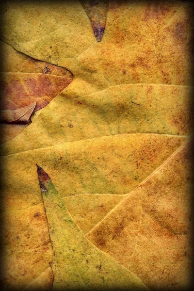 Herbst trocken Ahorn Laub Vignettiert Grunge Hintergrund Textur — Stockfoto