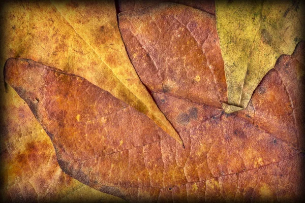 Herbst trocken Ahorn Laub Vignettiert Grunge Hintergrund Textur — Stockfoto