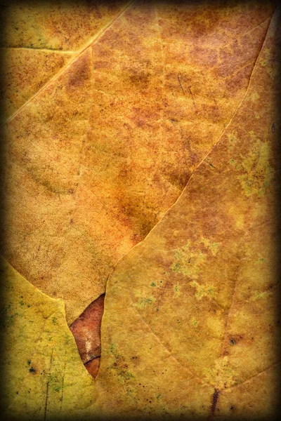 Folhagem de Maple Seco Outono Vignetted Grunge Textura de fundo — Fotografia de Stock