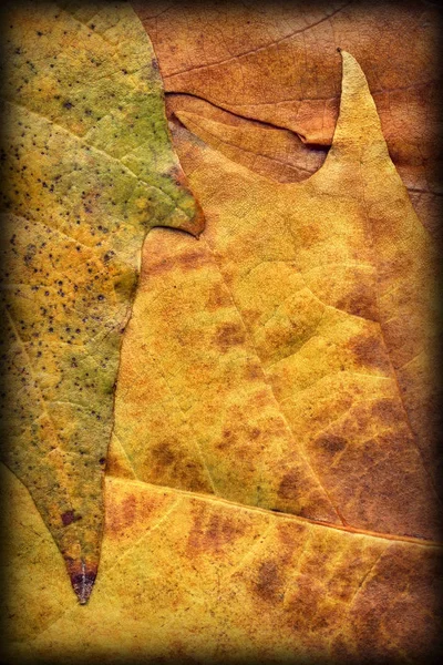 Sonbahar Kuru akçaağaç yaprakları arka plan doku Vignetted — Stok fotoğraf