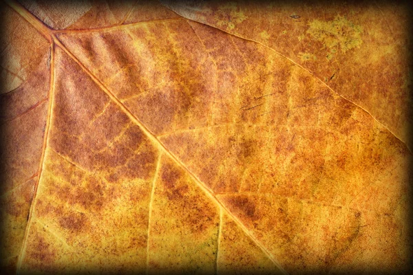 Suchego jesień klon liści winietowane tekstura tło Grunge — Zdjęcie stockowe