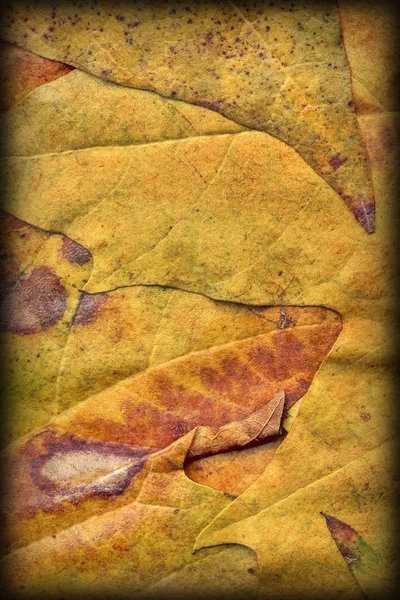 Осенняя сухая кленовая листва Vignetted Grunge Background Texture — стоковое фото