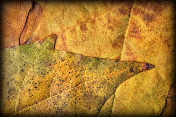 Herbst trocken Ahorn Laub Vignettiert Grunge Hintergrund Textur — Stockfoto