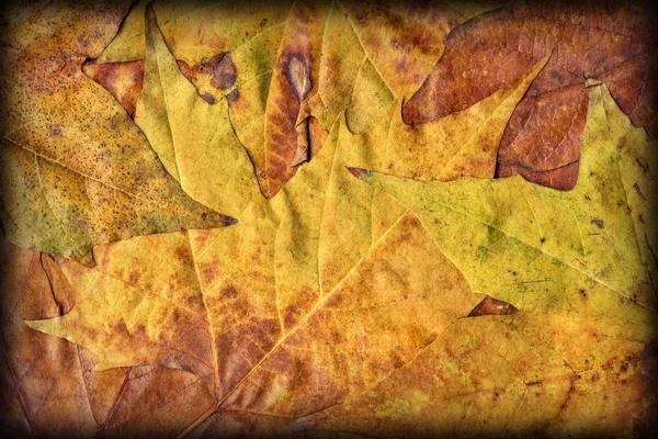 Autumn Dry Maple Foliage Vignetted Grunge Background Texture — Stock Photo, Image