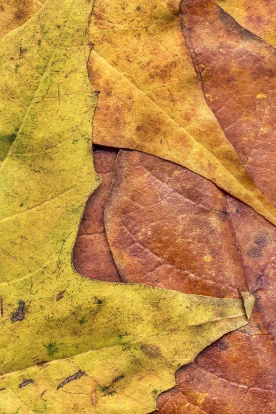 Sonbahar Kuru akçaağaç yaprakları arka plan doku