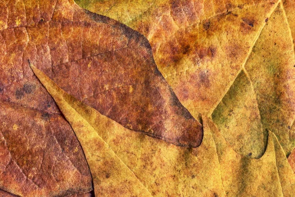 Herbst trocken Ahorn Laub Grunge Hintergrund Textur — Stockfoto