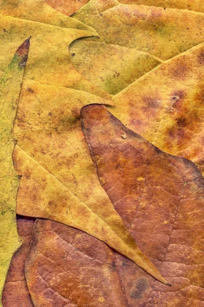Sonbahar Kuru akçaağaç yaprakları arka plan doku