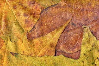 Sonbahar Kuru akçaağaç yaprakları arka plan doku