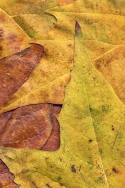 Sonbahar Kuru akçaağaç yaprakları arka plan doku