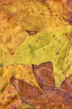 Sonbahar Kuru akçaağaç yaprakları arka plan doku