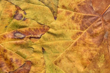 Sonbahar Kuru akçaağaç yaprakları arka plan doku