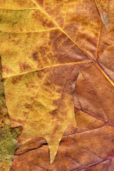 Herbst trocken Ahorn Laub Grunge Hintergrund Textur — Stockfoto