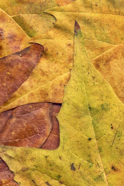 Sonbahar Kuru akçaağaç yaprakları arka plan doku