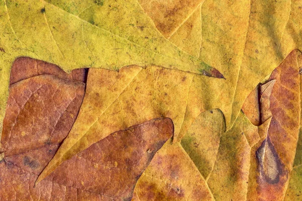 Őszi száraz juhar lombozat Grunge háttér textúra — Stock Fotó