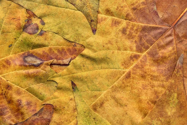 Sonbahar Kuru akçaağaç yaprakları arka plan doku