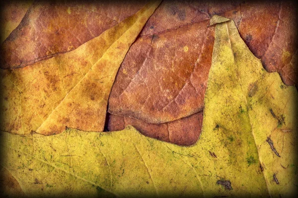 Осінь Сухий Клен Foliage Вивітрений гранж текстури тла — стокове фото