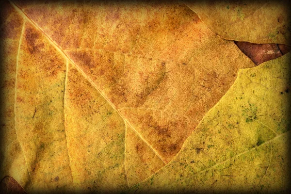 Sonbahar Kuru akçaağaç yaprakları arka plan doku Vignetted — Stok fotoğraf